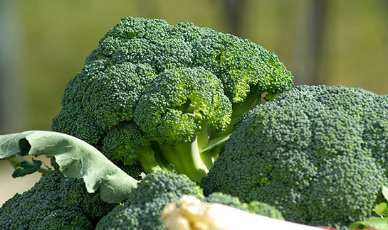 Brokoli Kürü